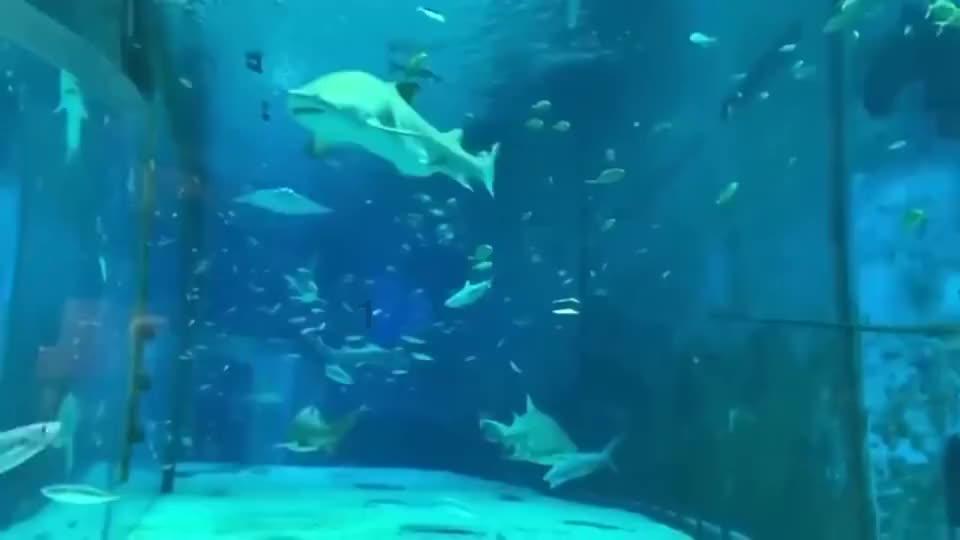 围甲深圳聂道队不敌杭州队暂列第九 辜梓豪憾负丁浩